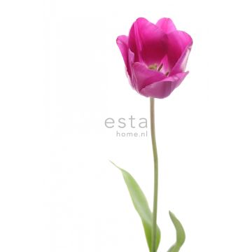 fototapet tulpan rosa och grönt av ESTAhome