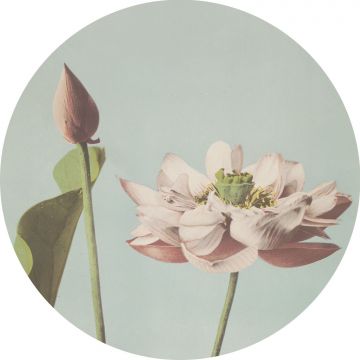 självhäftande rund tapet lotusblomma milt rosa och vintage gråblått från ESTA home