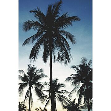 fototapet palmer blått, svart och beige av ESTAhome