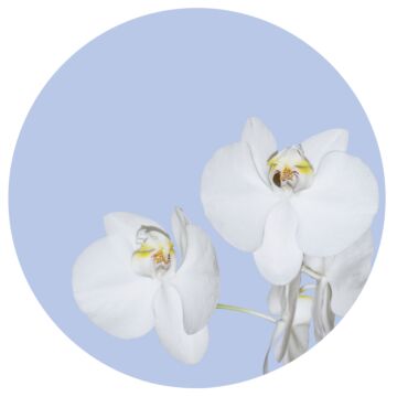 självhäftande rund tapet blommor ljusblått och vitt av Sanders & Sanders