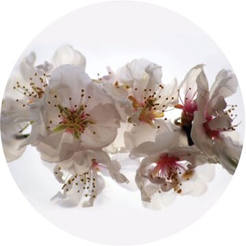 självhäftande rund tapet blommor vitt och rosa av Sanders & Sanders