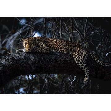 fototapet Panthera svart av Komar