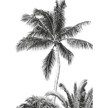 fototapet Retro Palm svart och vitt av Komar
