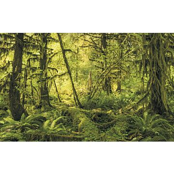 fototapet skog grönt av Sanders & Sanders